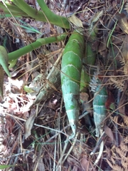 Mormodes