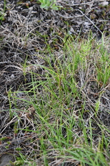 Carex bigelowii arctisibirica