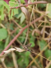 Pyropteron meriaeformis