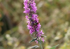 Bombus nevadensis