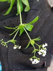 Galium pseudorivale