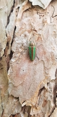 Buprestis striata