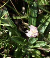 Chaptalia piloselloides