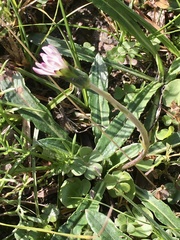 Chaptalia piloselloides