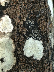 Pertusaria stenhammarii