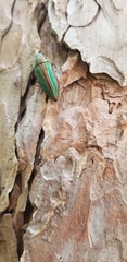 Buprestis striata