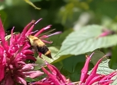 Hemaris diffinis