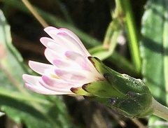 Chaptalia piloselloides