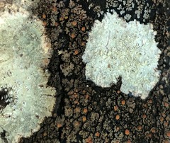 Pertusaria stenhammarii