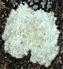 Pertusaria stenhammarii