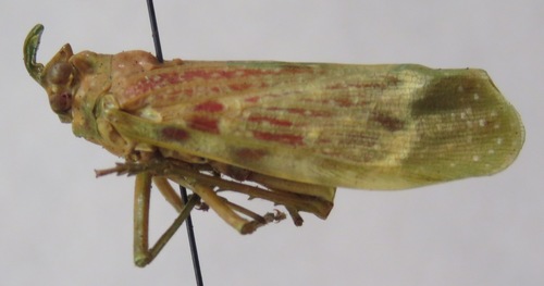 Enchophora rosacea