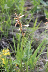 Asphodeline tenuior