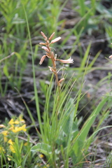 Asphodeline tenuior