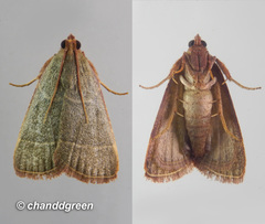 Hypsopygia nonusalis