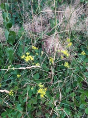 Bupleurum veronense