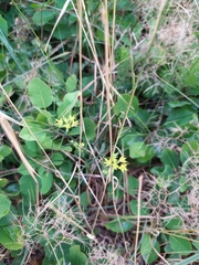 Bupleurum veronense