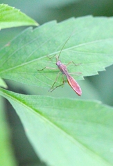 Phaenacantha bicolor