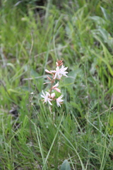 Asphodeline tenuior