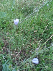 Cichorium intybus