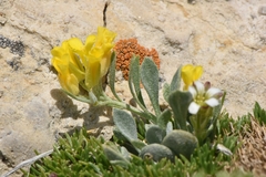 Physaria reediana