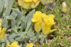 Physaria reediana