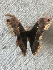 Callosamia angulifera