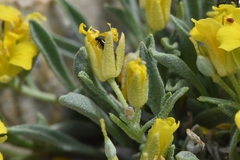Physaria reediana