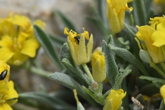 Physaria reediana