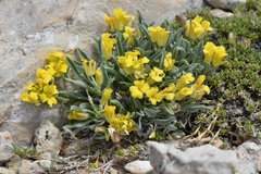 Physaria reediana