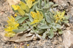 Physaria reediana