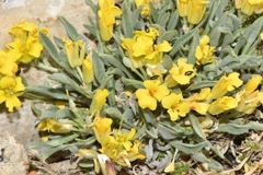 Physaria reediana