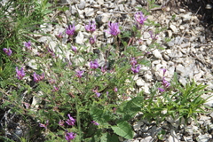 Astragalus lasioglottis
