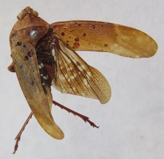 Copidocephala viridiguttata