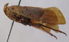 Copidocephala viridiguttata