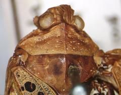 Copidocephala viridiguttata