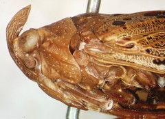 Copidocephala viridiguttata