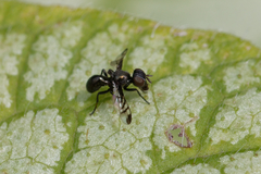 Rivellia syngenesiae