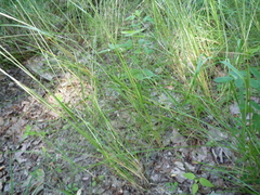 Festuca diffusa