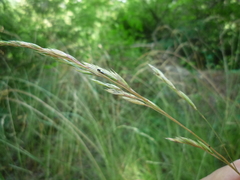 Festuca diffusa