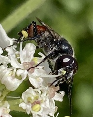 Astata boops