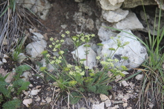 Chamaesciadium acaule