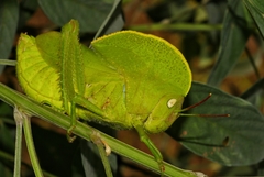 Teratodes monticollis