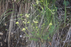Chamaesciadium acaule