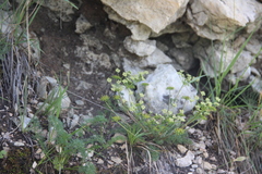 Chamaesciadium acaule