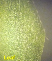 Erysimum marschallianum