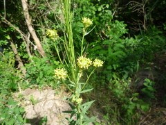 Erysimum marschallianum