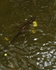 Lissotriton vulgaris