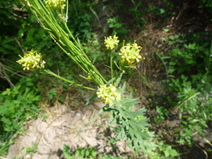 Erysimum marschallianum