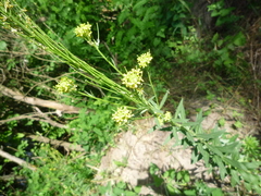 Erysimum marschallianum