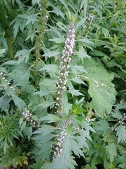 Leonurus quinquelobatus